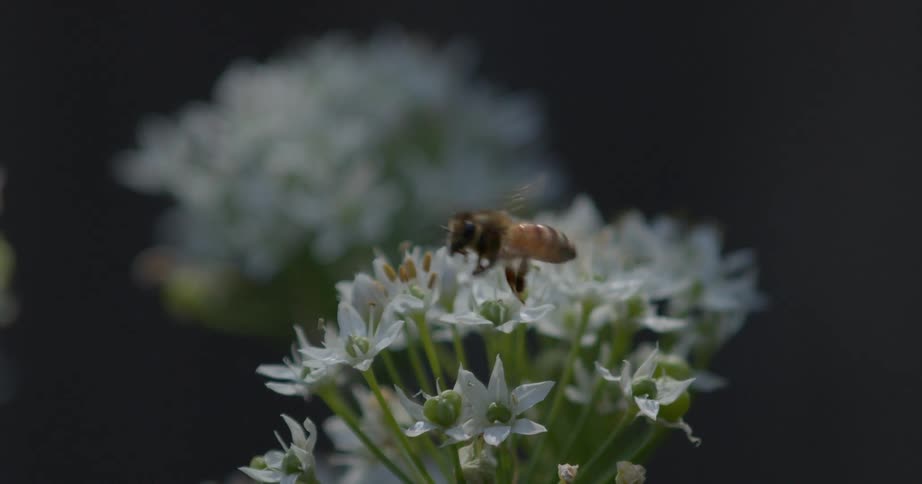 Bee pollinates on a flower and flies away