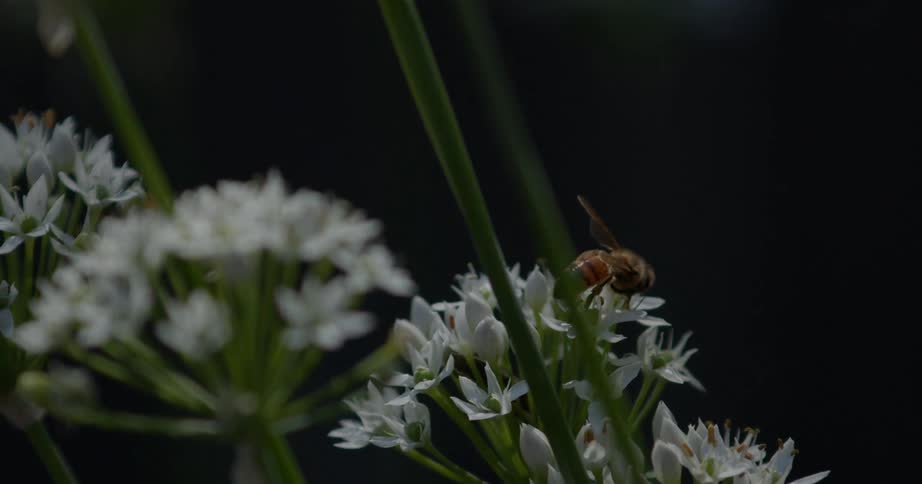 A bee collecting nectar from a flower