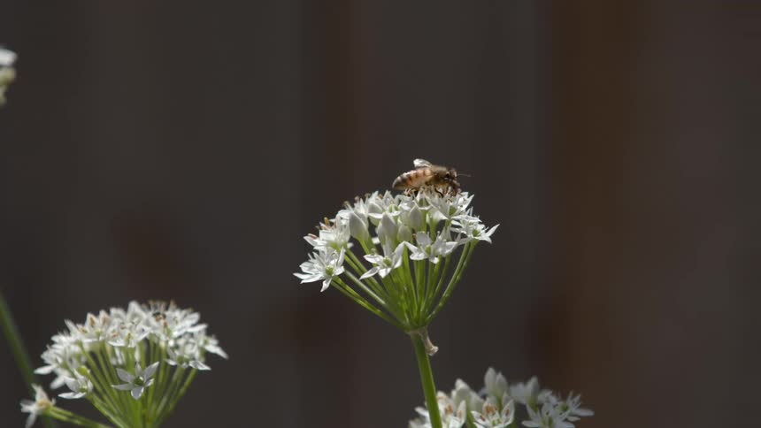 A small bee clearly visible on top of a cluster of tiny white chive or allium flowers actively moves its wings and crawls across the blooms gathering pollen in a sharp closeup against a completely blurred background