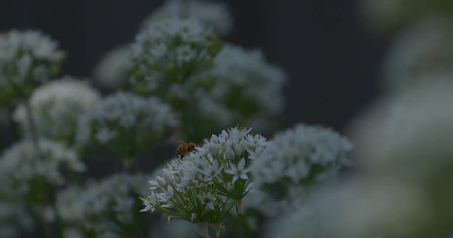 Wildflowers move in the breeze as bees fly around and pollinate on the flowers