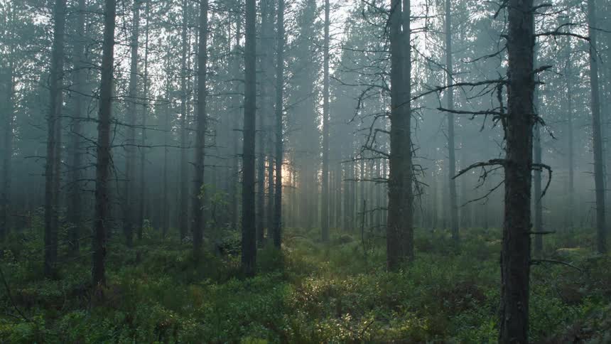 Sun shining through the trees