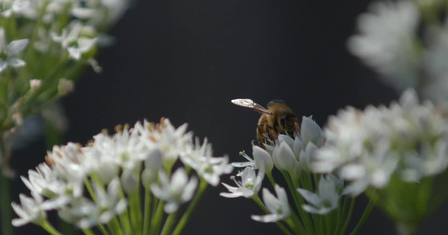 Bee crawls on a flower as it pollinates