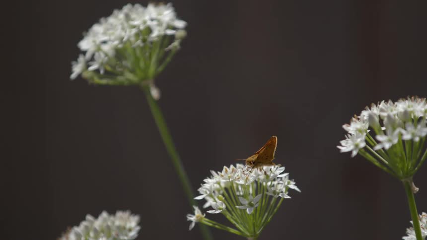 Moth sits on a wild flower moving in the breeze