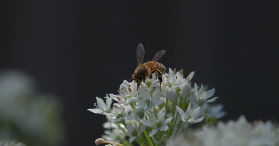 Bee crawling on a flower collecting pollen
