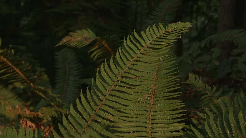 The sun shines on fern leaves in a forest