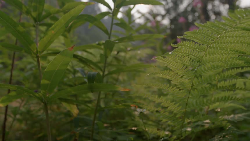 Green plants and flowers in a forest