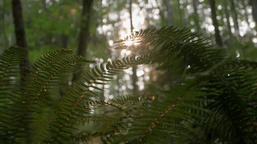 Ferns in a shady forest