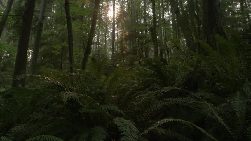 Rocks and trees fill this forest