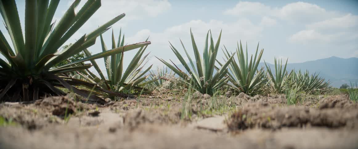 Sparse plants in the dirt