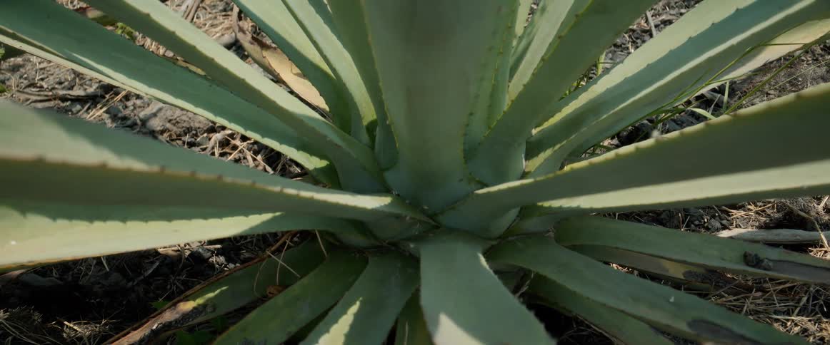 An agave plant in the garden at midday