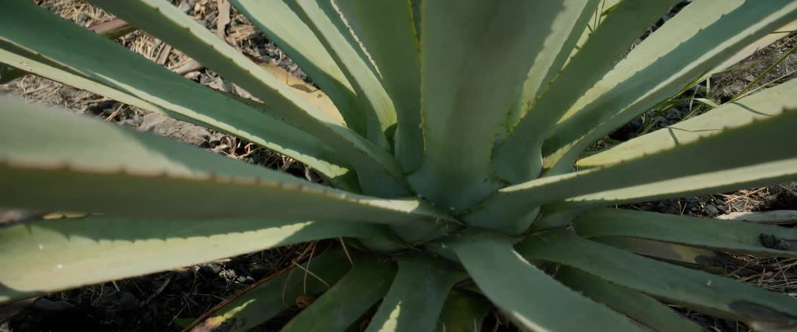 Succulent plant with long pointed leaves growing in dry soil