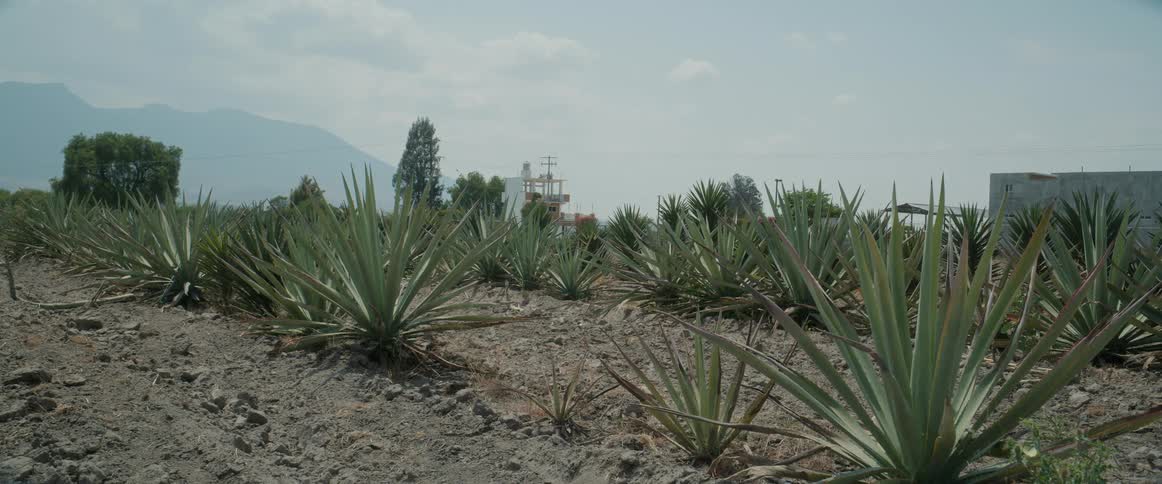 A field of agave plants stretches across dry soil beneath a bright sky