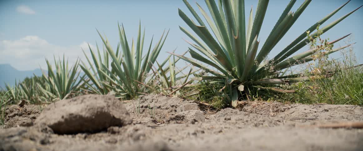 Rows of agave plants grow in dry soil with distant mountains under bright sky