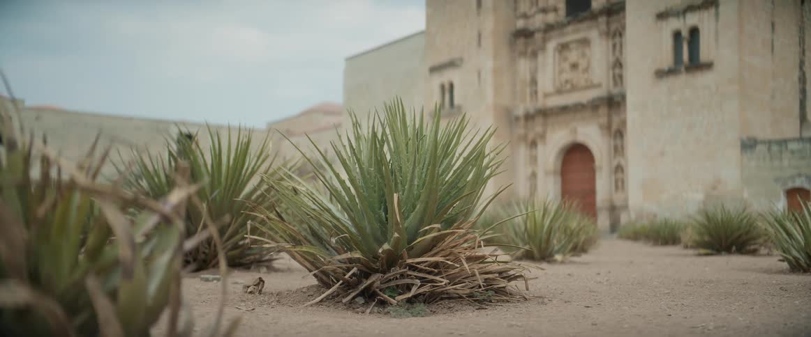 The video is a static outdoor shot of agavelike plants growing in dry sandy soilin the blurred background stands an old lightcolored colonial or missionstyle building with a large arched wooden doorway