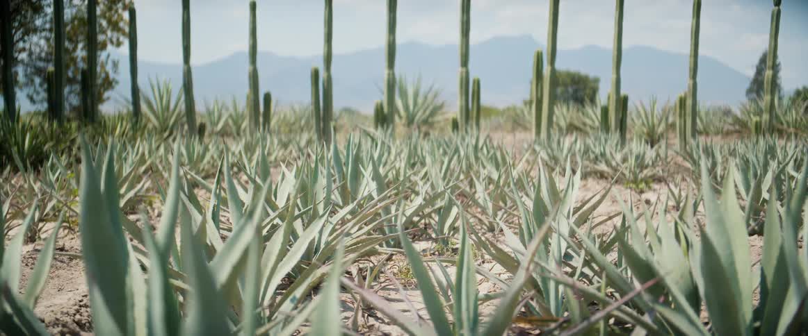 A series of agave plants in the garden at midday