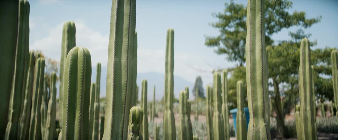The video features a static shot of a dense field of tall columnar cacti likely in a desert or arid botanical gardenthe camera is positioned low among the cacti emphasizing their height against a bright sky with some green trees visible in the back