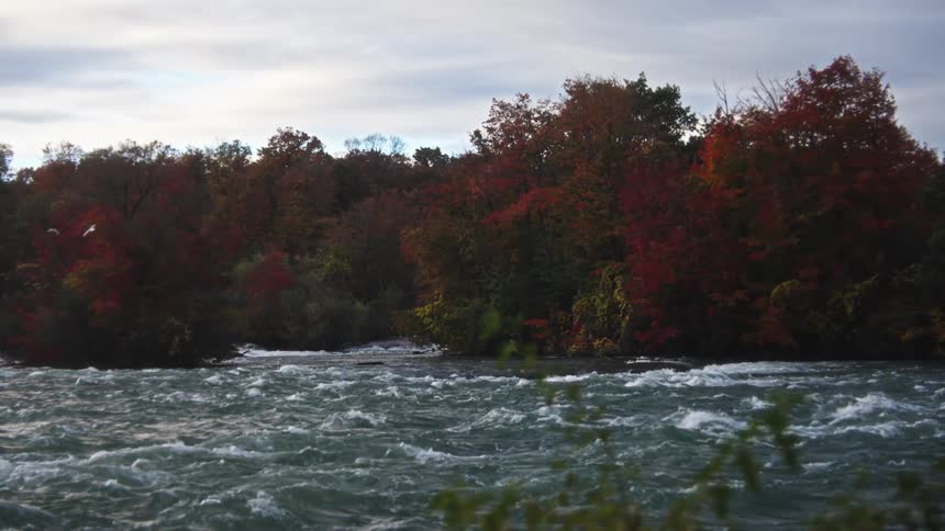 Rapids flowing past trees in autumn