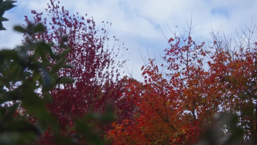 Trees in the woods with leaves in bright fall colors sway in the wind