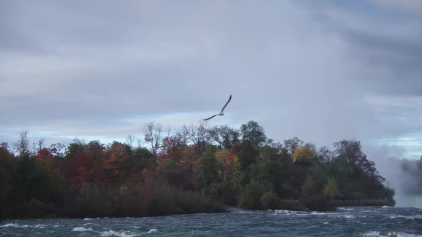 Bird flying over sea waters next a coast surrounded by trees during day time