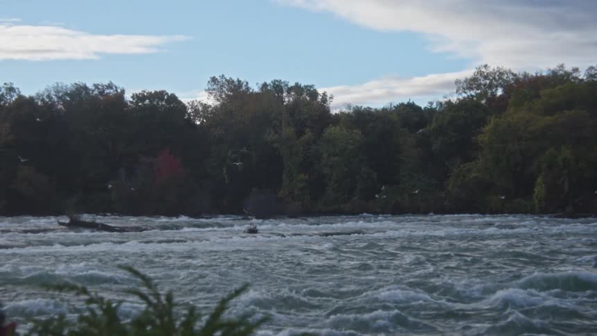 Forest on the coast as birds fly over the rough water rapids