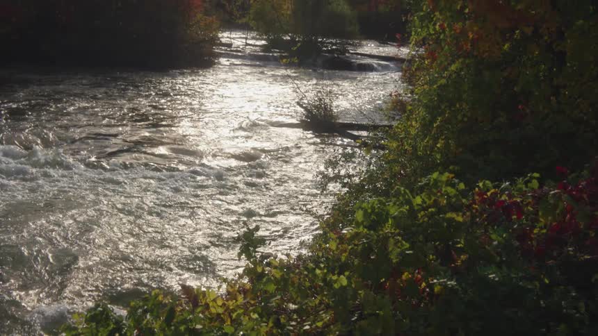 River flowing through fall colored trees in the forest