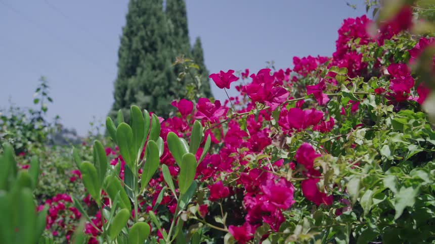 Red flowers fill the field