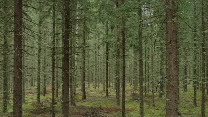 Moving view of an empty forest
