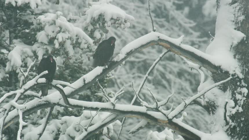 Two blackbirds sit on a snow covered tree branch as snow falls