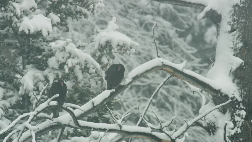 Two dark birds likely vultures are perched on a snowcovered tree branch in a dense forest during a blizzard heavy snow is seen falling continuously giving the scene a harsh wintry atmosphere