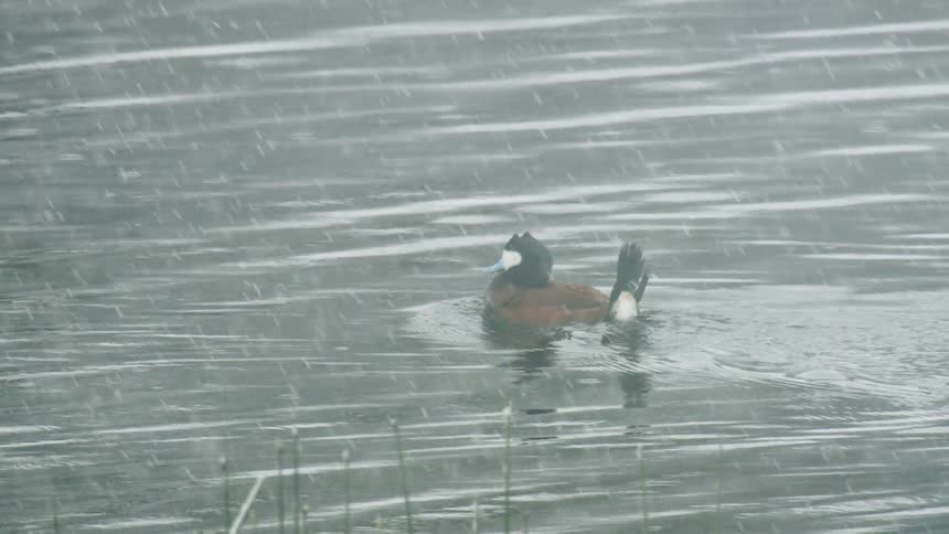 The duck swims as it snows