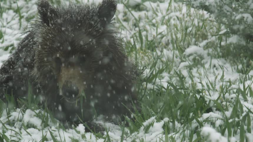 Bear lying in a field eating grass as snow falls