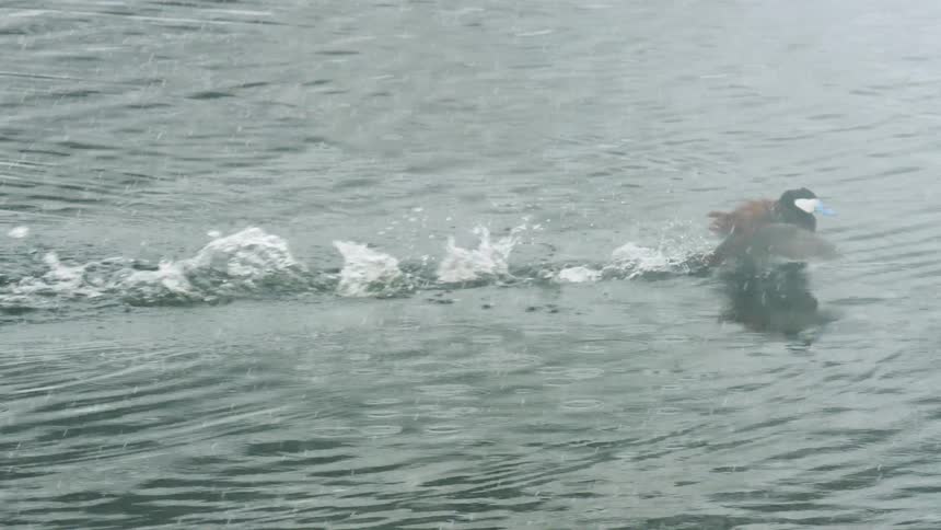 Duck floating on the water as snow falls and flies a short distance and sits back on the water