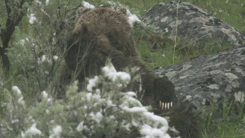 Two large brown grizzly bears are captured in a closeup nestled together amidst sparse green foliage and large grey rocks as a light coating of snow dusts the surrounding bushes