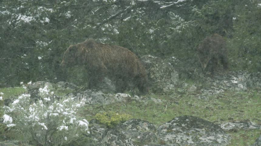 Bear walking in the forest during a snow storm