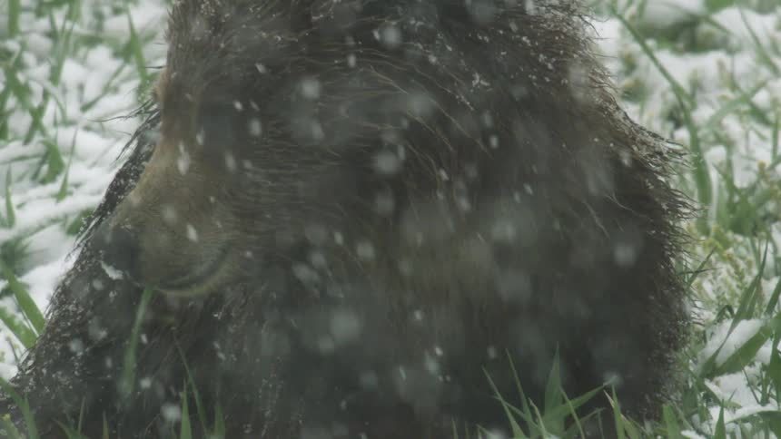 Wetfurred bear rests on the grass during a light snowfall