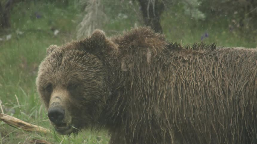 Snow falls as a bear stands eating grass