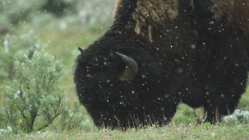 A buffalo grazes in the snow