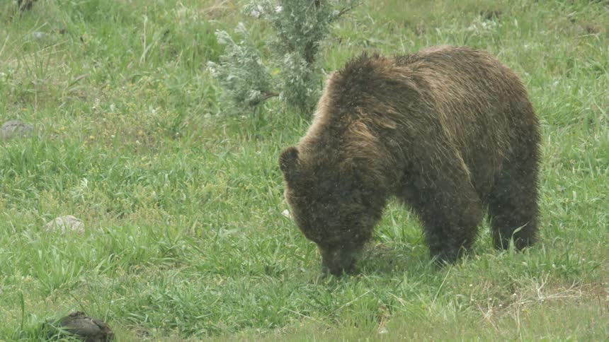 Brown bear forages among the green grass