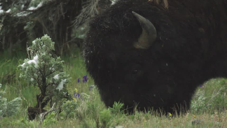 The buffalo grazes as it snows