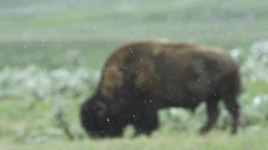 A buffalo grazes on snowy grass