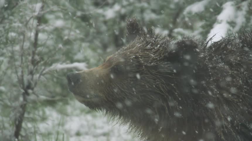Close up of brown bear walking in the forest during a snow storm