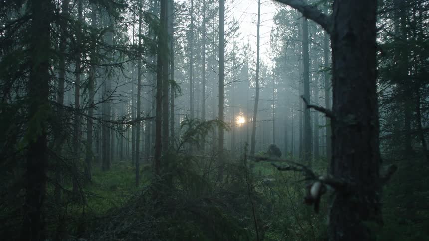 Sun shining through the forest