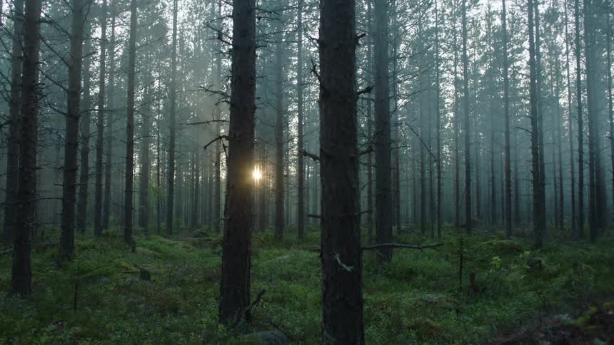 The sun shines through tree trunks in a forest