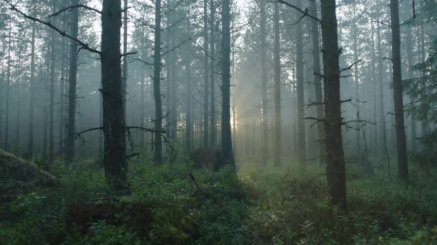 The sun glaring through some trees in a woods