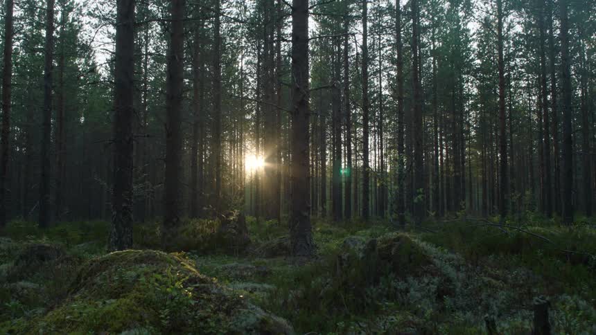 Sunlight through forest trees