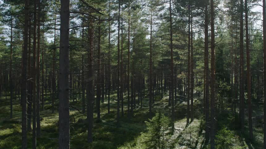 The forest is filled with many trees side by side