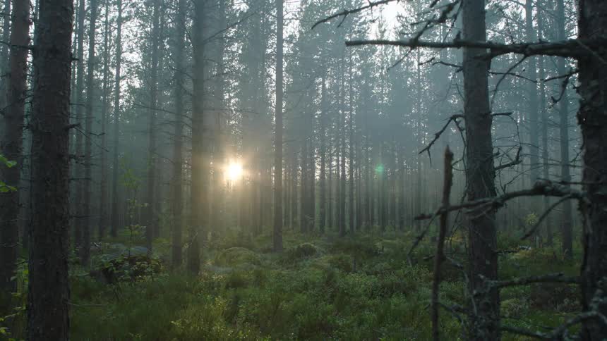 The sun shines through tree trunks in a forest