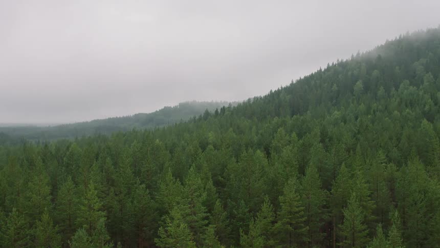 The tall trees are surrounded by thick fog