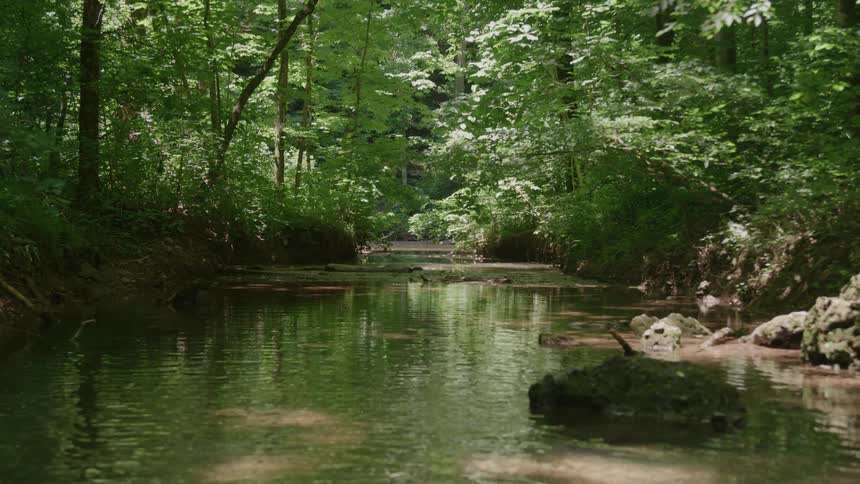 Stream surrounded by trees with sunlight filtering through the leaves