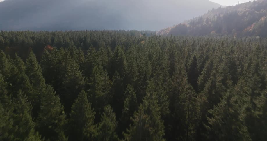 Aerial view of a forest and mountains in the distance